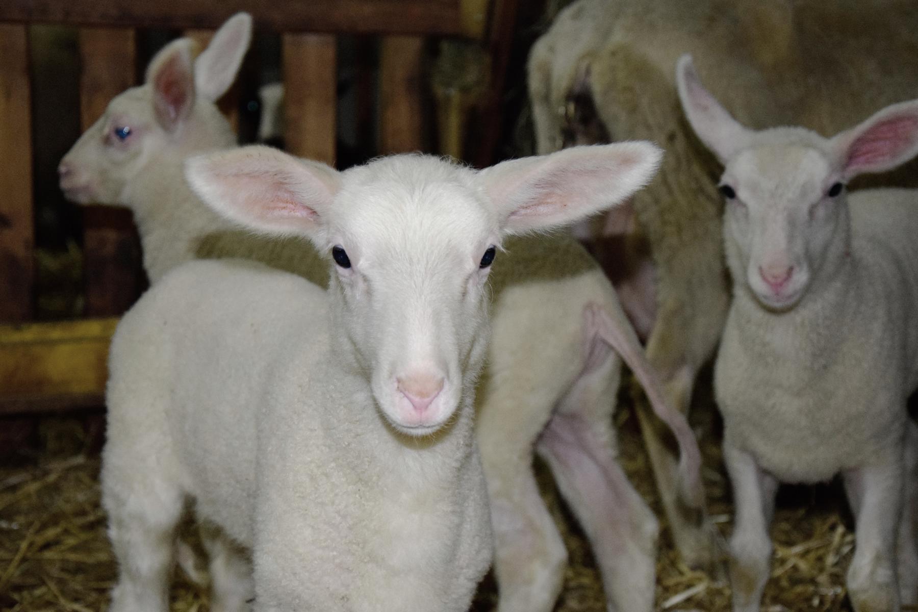 Viele Tierbabys am Richterhof