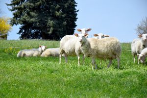 Erster Ausflug auf die Weide